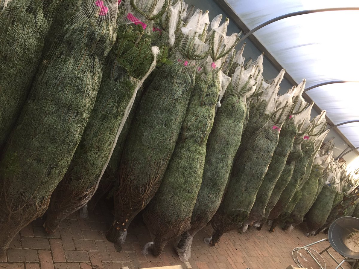 Premium Nordmann firs now in stock! #locallygrown