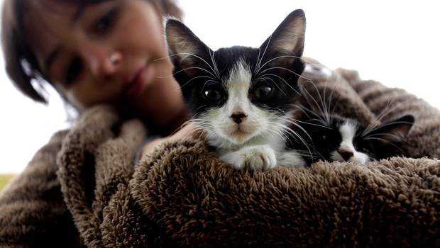 24HorasTVN's tweet photo. ¿Te gustan los perros o los gatos? Eso podría revelar rasgos de tu personalidad → https://t.co/oHqKMu5L69 https://t.co/Poko0d54ku