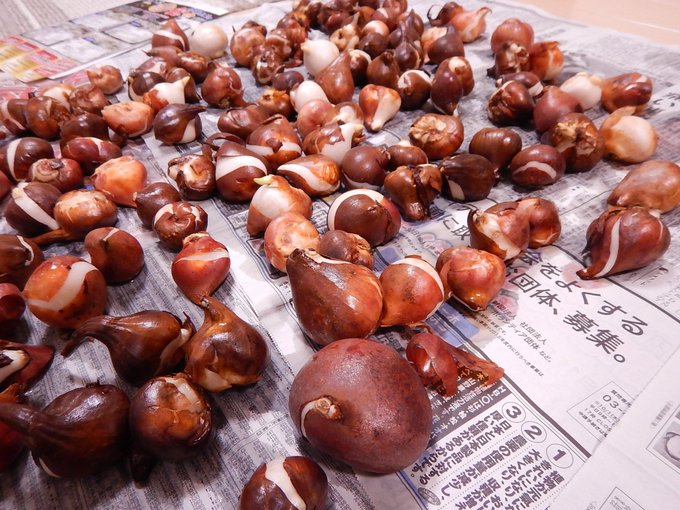 球根のtwitterイラスト検索結果 古い順