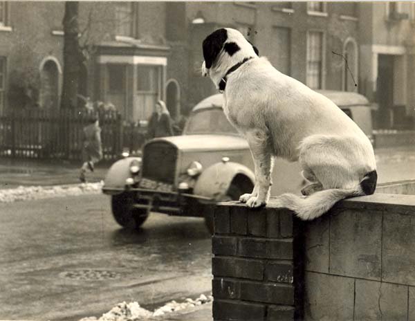 NorfolkMuseums's tweet photo. Dog sitting on a wall in London Road, King's Lynn, Norfolk, March 1954 #archiveanimals https://t.co/DII2z0kRSc