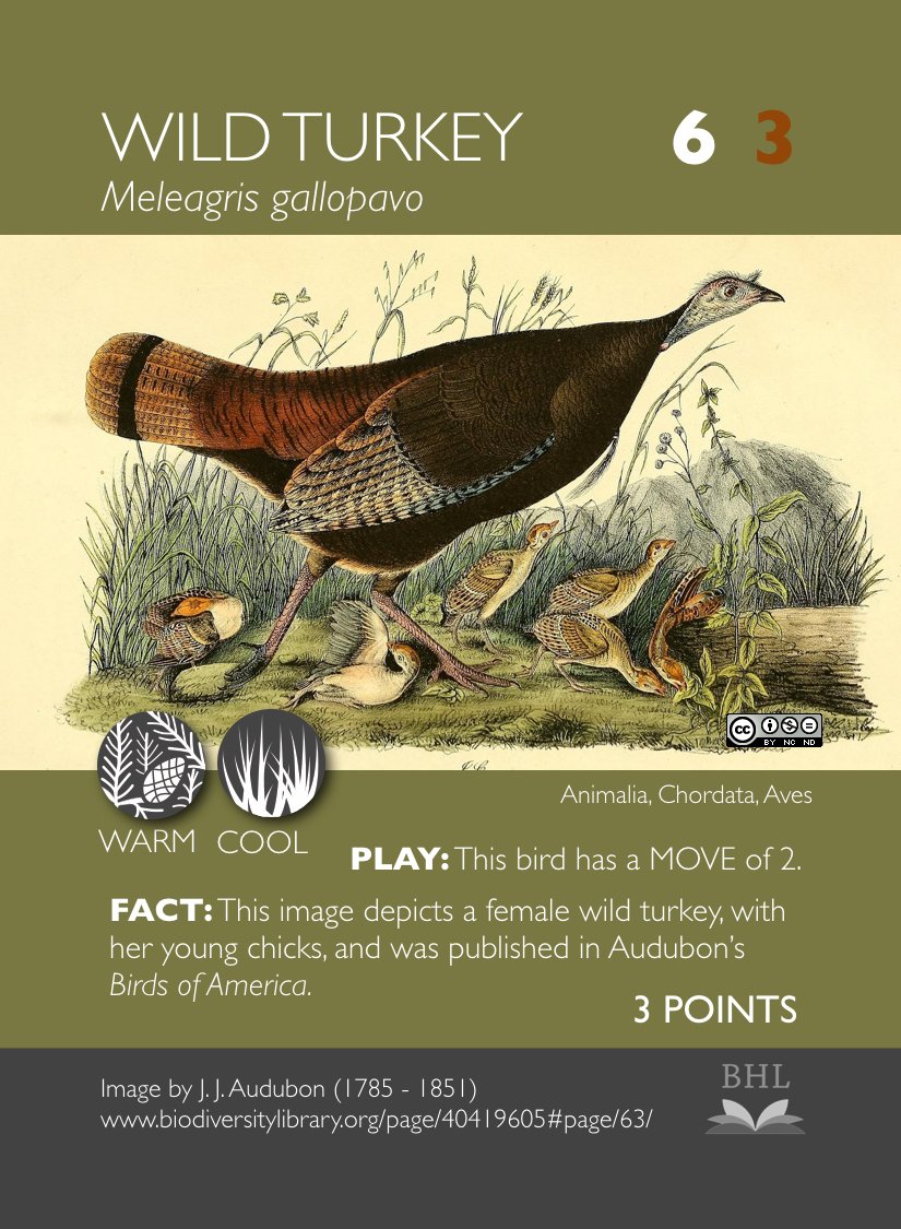 Ng_Dave's tweet photo. Mock up of potential "Wild Turkey" PHYLO cards.  Images via @BioDivLibrary h/t @nicolekearney https://t.co/LP6EzZP3Yj