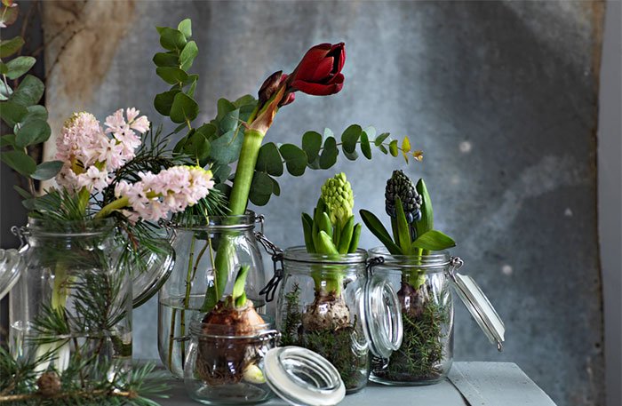 Dekorera med härliga hyacinter på fyra sätt (proffsens bästa tips!)
amelia.se/artiklar/dekor… #hyacinter #jul2016