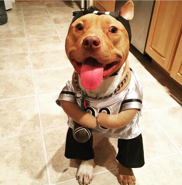 FunAnimalVideo5's tweet image. That's a Rap! #Dogs #Puppy #Puppies #Funny #FunnyDogs #FunnyPuppies #Cute #Costumes #Rap #RapArtist
FunAnimalVideos.com