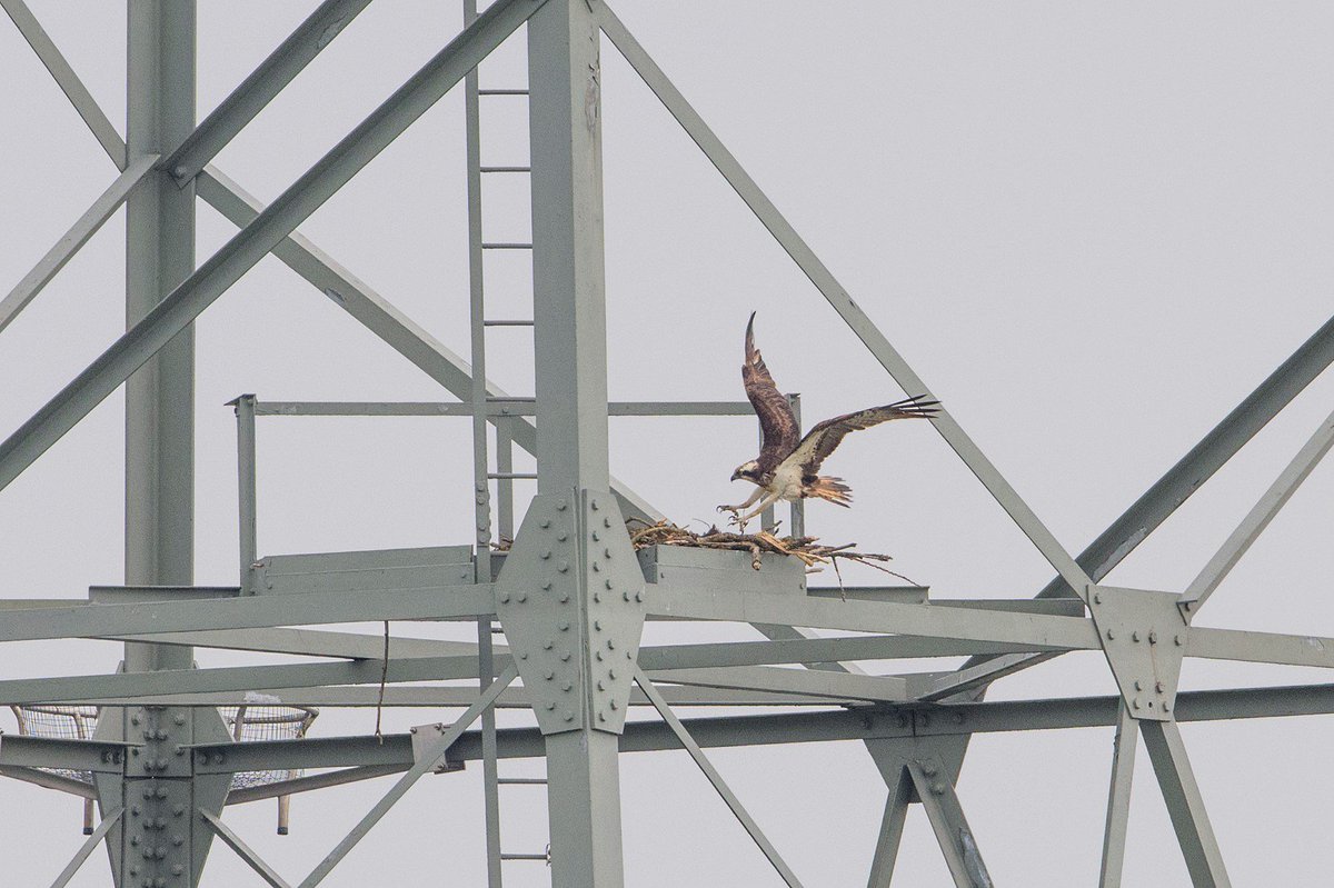 Boswachter Thomas tweet media