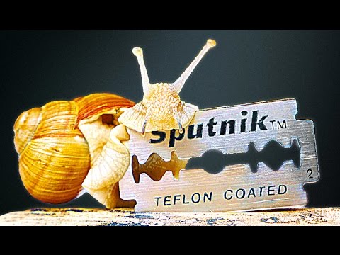 Was passiert wenn die Schnecke über Rasierklinge schleicht ablinq.de/1Cai6N