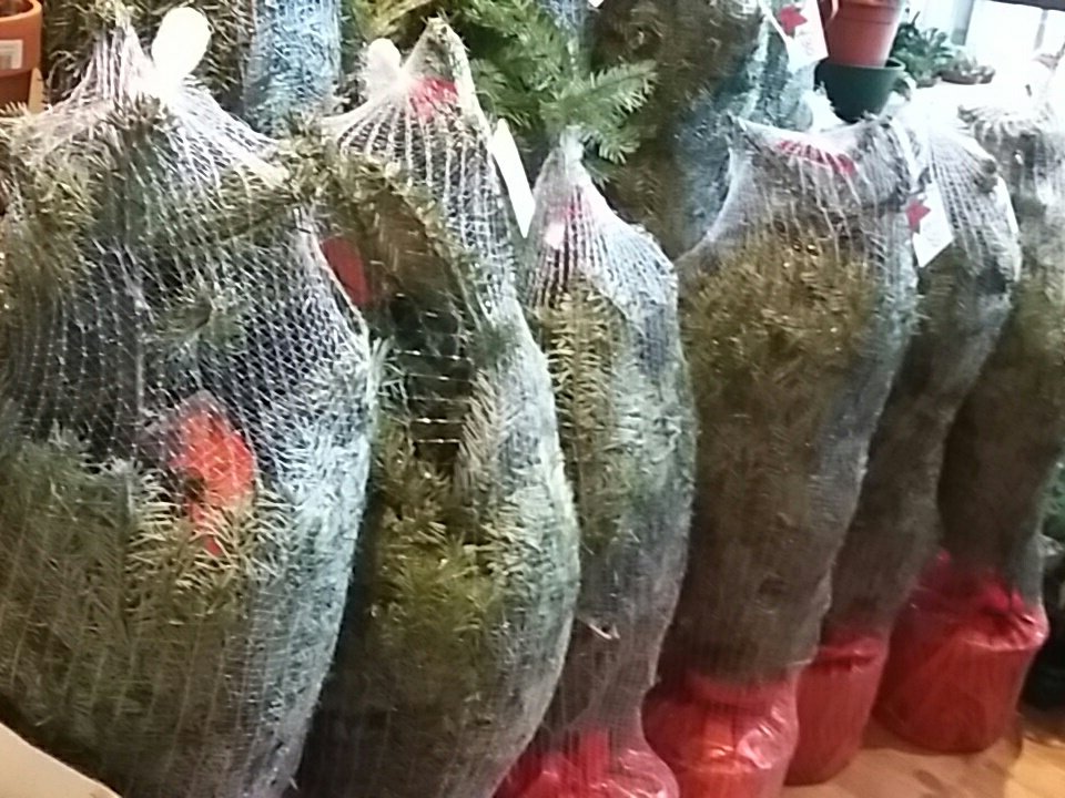 Pot-grown Nordmann christmas trees have arrived at Petals in Bloom!  We also have potgrown Omorika.