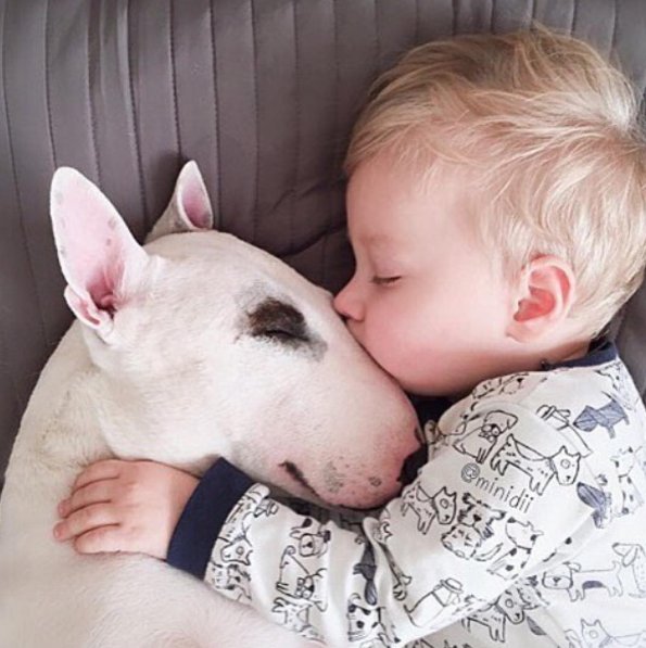 FunAnimalVideo5's tweet image. Sweet Love #Dogs #Animals #Cute #Friends #Friendship #Puppy #Puppies #Baby #Babies #Love #Sweet #BostonTerrier
FunAnimalVideos.com