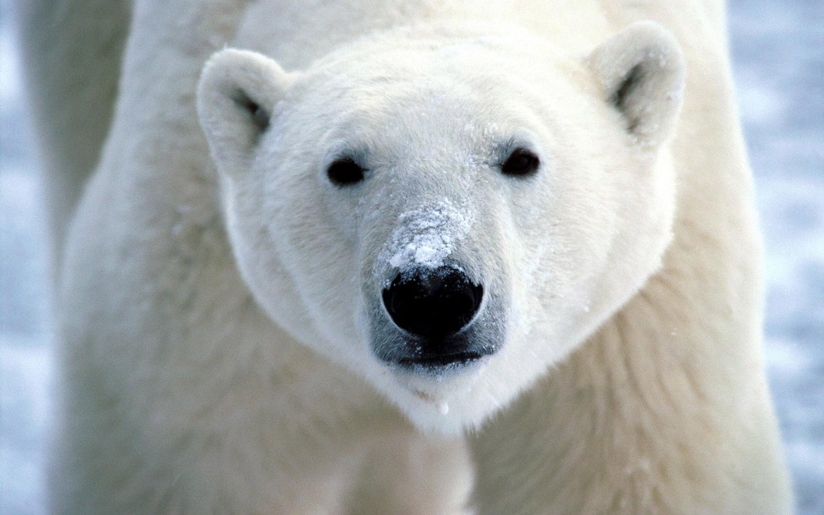 DineshDSouza's tweet photo. WE'RE STILL HERE, CRAZY AL: What happened to Gore's sage prediction that in 10 years the seas would rise and polar bears would go extinct? https://t.co/0Kk1aa5NKI