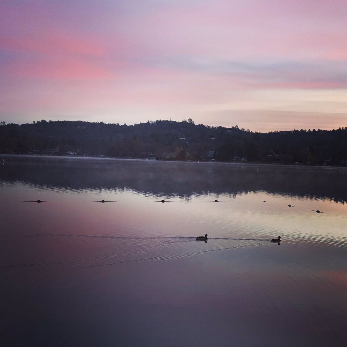 TheFabFrenchie's tweet photo. #ftifit sunrise walk this morning. Need to start working off yesterday's calories 😳#sunrise #morningwalk #lakehouse https://t.co/UMoRzUZRnX