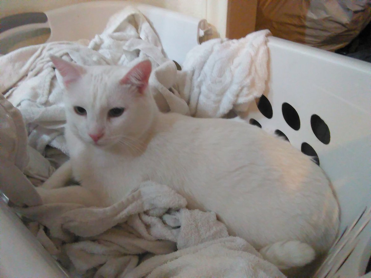 AskCisco's tweet photo. Polaris thinks he is hidden in the laundry. He is wrong. #catsofautchat https://t.co/qp8KYKt4HO