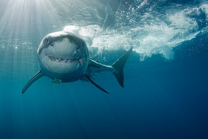 Great white sharks eat 11 tons of food a year! Compare that to a human being: Each of us eats closer to half a ton of food every year