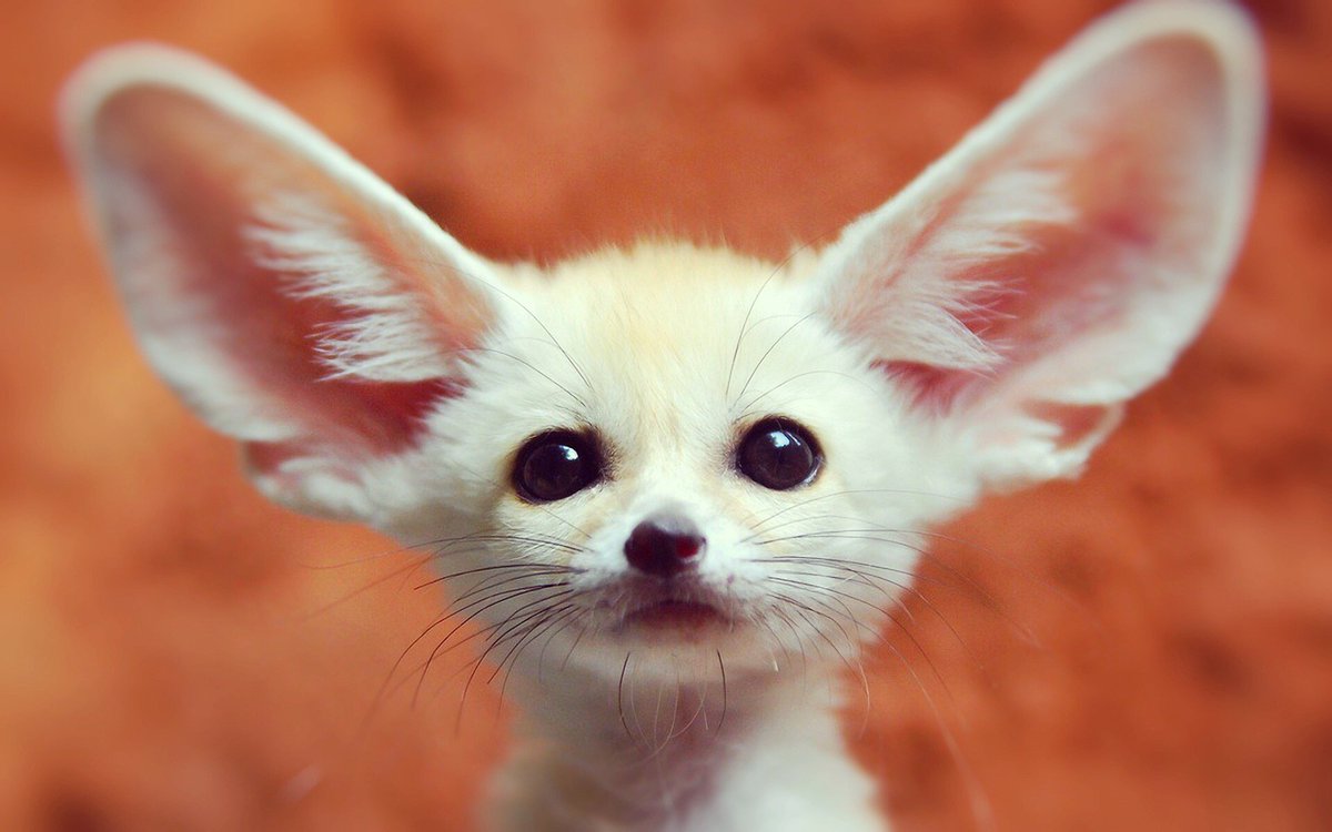PatrickAryee's tweet photo. Fennec Foxes, the smallest dog species in the world ...and critically, the CUTEST thing since sliced bread! ☺️ #CuteFest #FridayFeels https://t.co/jEhzugeR7A