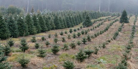 MassEEA's tweet photo. Celebrate #GreenFriday today by buying #MAgrown Christmas trees and other holiday greens: https://t.co/BVWBJH7olS https://t.co/kbwP6Kp5ZC