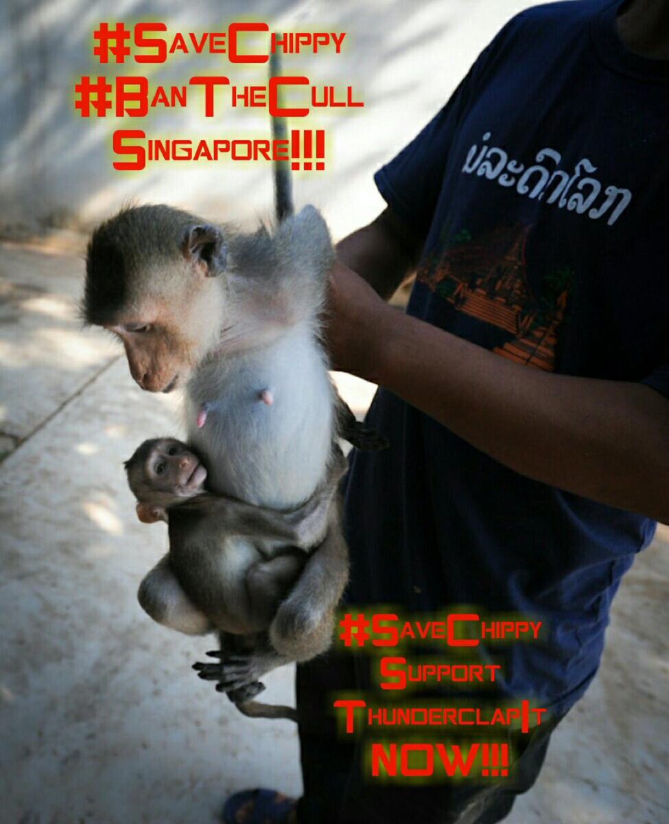 chitayat_PO's tweet photo. #SaveChippy #BoycottSingapore #Ban Culling #StopLabTestingAnimals ๐๐pls โ๐ผ๏ธhttps://t.co/h3WSAUp7hh stop morally bankrupt nations no tourism๐ก https://t.co/O3MYkG2SQD