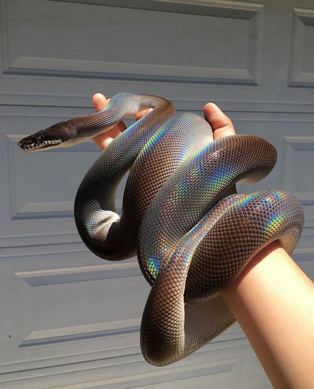 SQUlDZ's tweet image. Bro why this snake look like it break hearts?