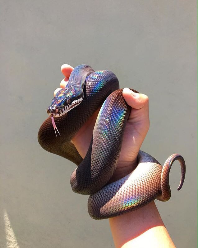 SQUlDZ's tweet image. Bro why this snake look like it break hearts?