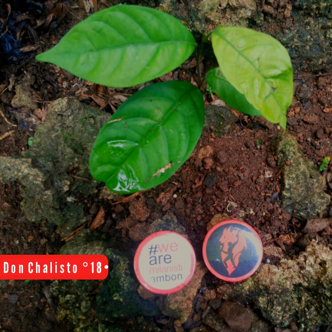Christo18Milano's tweet photo. @MilanistiOrId @MIsezAmbon | Mari hijaukan bumi kita [Don Chalisto °18•]

#milanistigogreen16 #1man1tree https://t.co/6t9EsLlDMd
