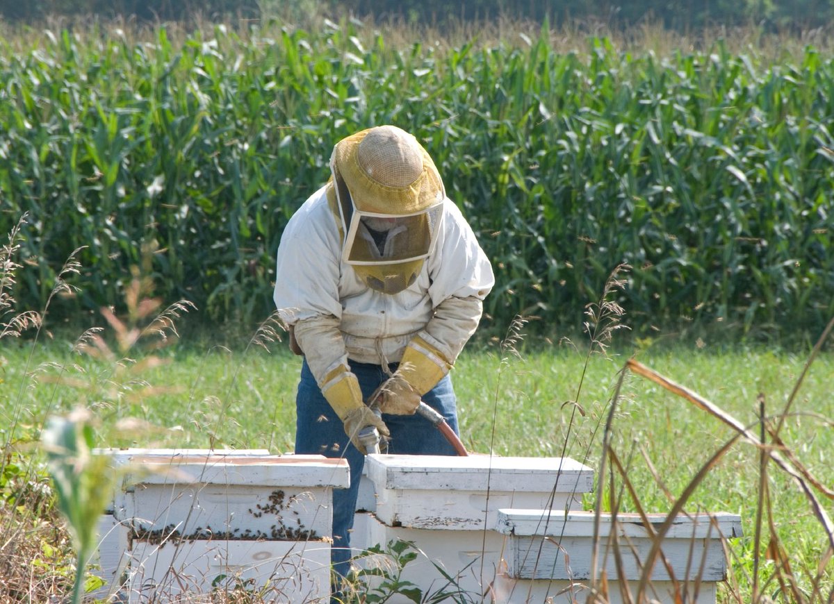 HollywoodFood's tweet photo. PRESS RELEASE: Court fails to protect #bees and #beekeepers from toxic #neonicotinoid #pesticides: https://t.co/F71vzQYUod via @CFSTrueFood https://t.co/2lmF9SJluw