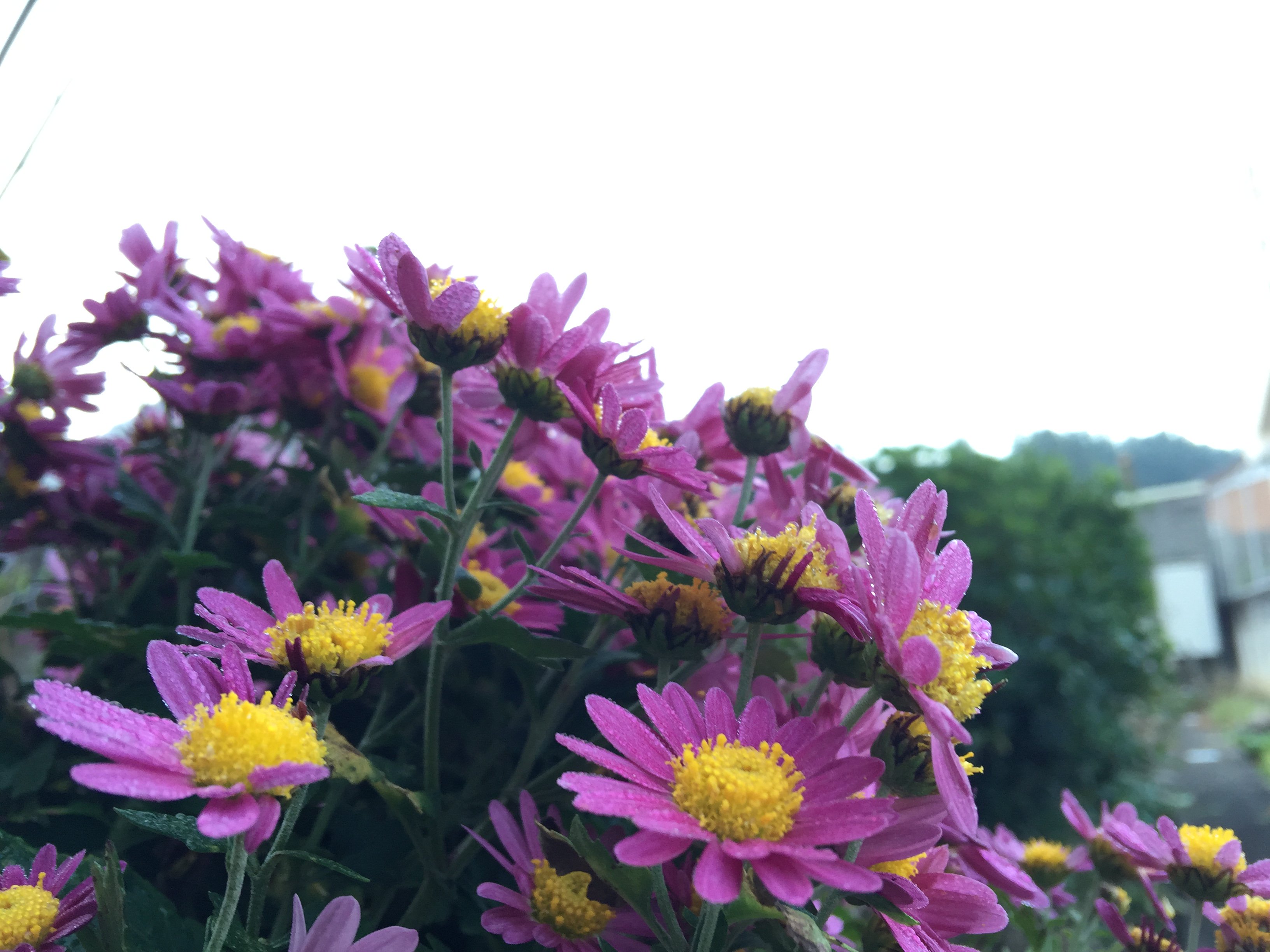 紫菊 Twitter Search Twitter