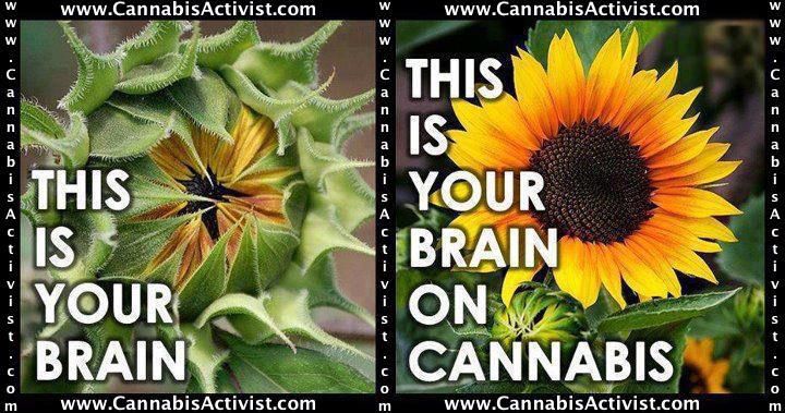 HempClothes's tweet photo. 🌻 #OpenYourMind 😳 to the #EcoFriendly 🌏 #resources 🔋 of #cannabis 🌱🌱 &amp; #Hemp #CannabisActivist #Kickstarter 🌻💪😇👍🌻--> https://t.co/HlZlTNYuDh https://t.co/yLh8AHSidq