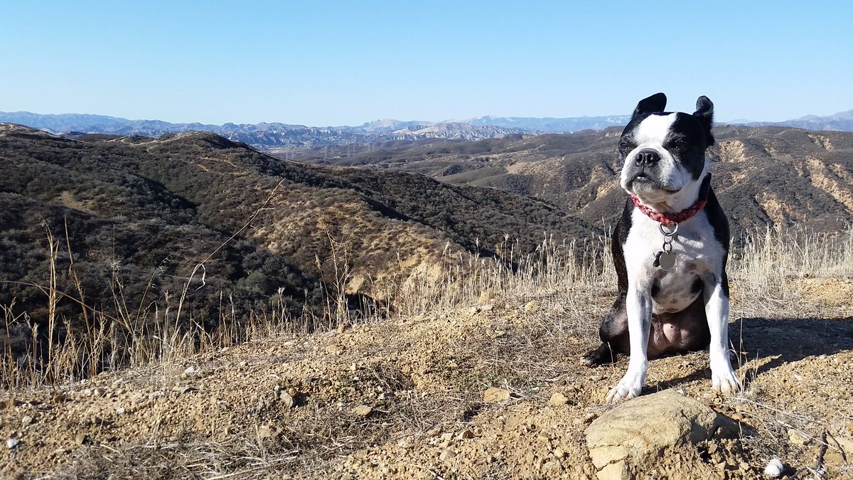 campreadsmore's tweet image. We prefer to #optoutside. #therealroxy #librarymascot