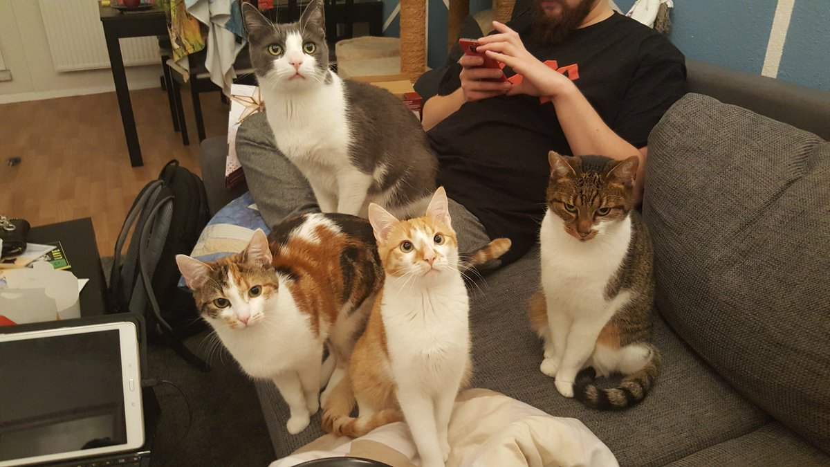 Teranoster's tweet photo. Der Blick meiner Katzen als Gronkh gesagt hat er mag keine katzen #GronkhTV https://t.co/3lvL2r5SvV