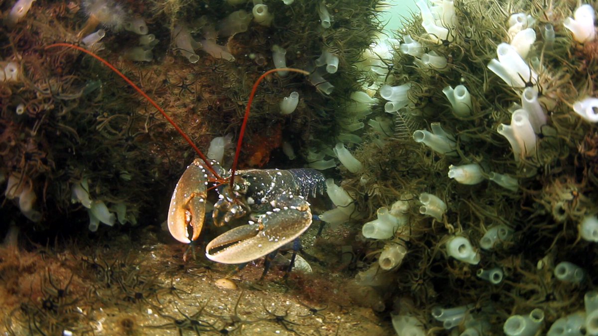 BD_Stew's tweet photo. Nice video on the work we've been doing to monitor species recovery within the Lamlash Bay marine reserve https://t.co/8aE5EGeiJi #MPAswork https://t.co/Hlec3tLBrP
