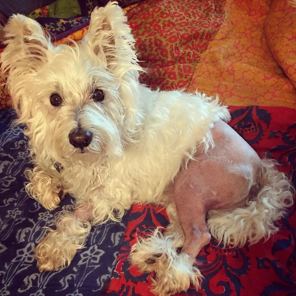 WestieGeorgeC's tweet photo. Check out my new haircut! I'm home and resting from my #TPLO surgery. #fullrecoverymode 🐾🐾🐾 https://t.co/lnf9i8NjB8