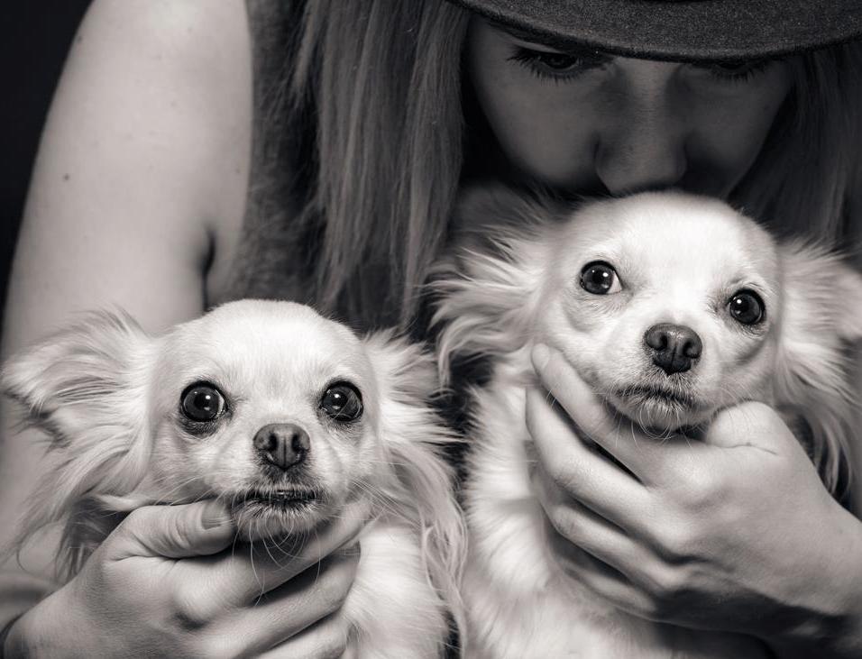 Travel_Chihuas's tweet photo. Have a nice weekend! #dogsoftwitter #travel #chihuahua #petphotography https://t.co/7zEFSLGQou