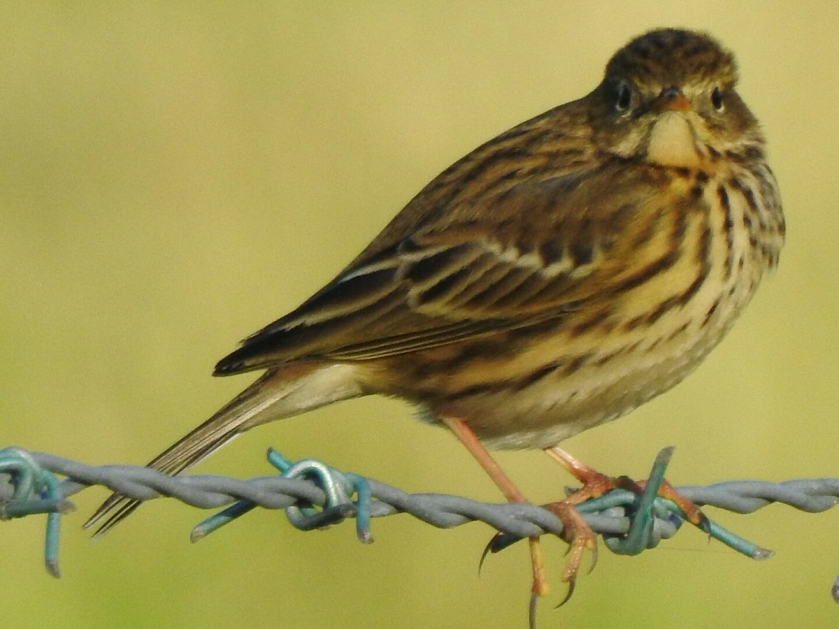 theromer1234's tweet photo. What bird is this https://t.co/rQNHZ6VXrg