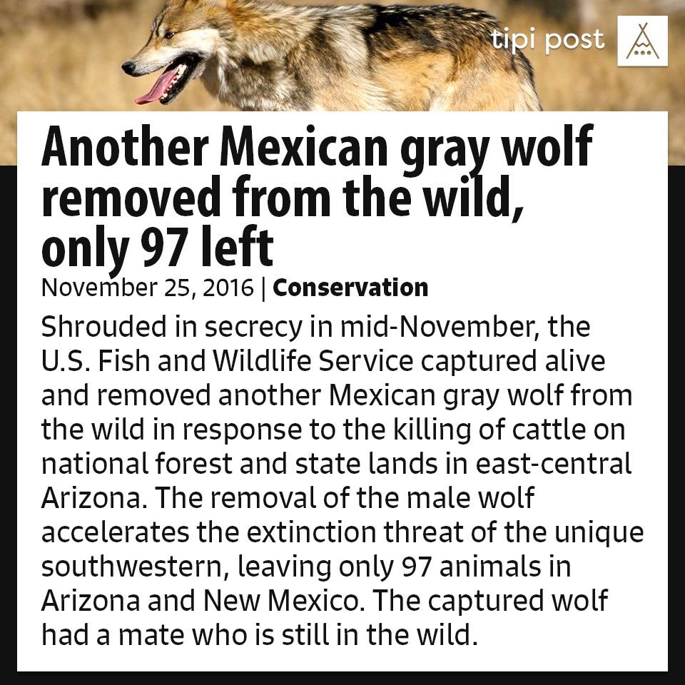 tipipost's tweet photo. Another Mexican gray #wolf removed from the wild, only 97 left in Arizona and New Mexico https://t.co/CMqs2T3ZNv #extinction #nature https://t.co/CERDPe6h2s