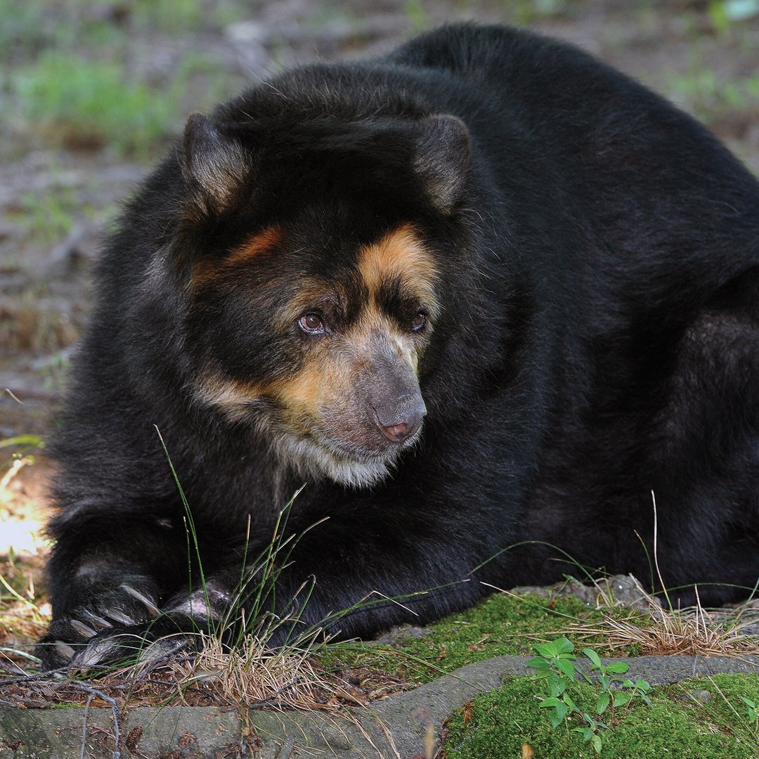 phillyzoo's tweet photo. Did you know the Andean bear is the only bear species native to South America? https://t.co/2QKuur7syr