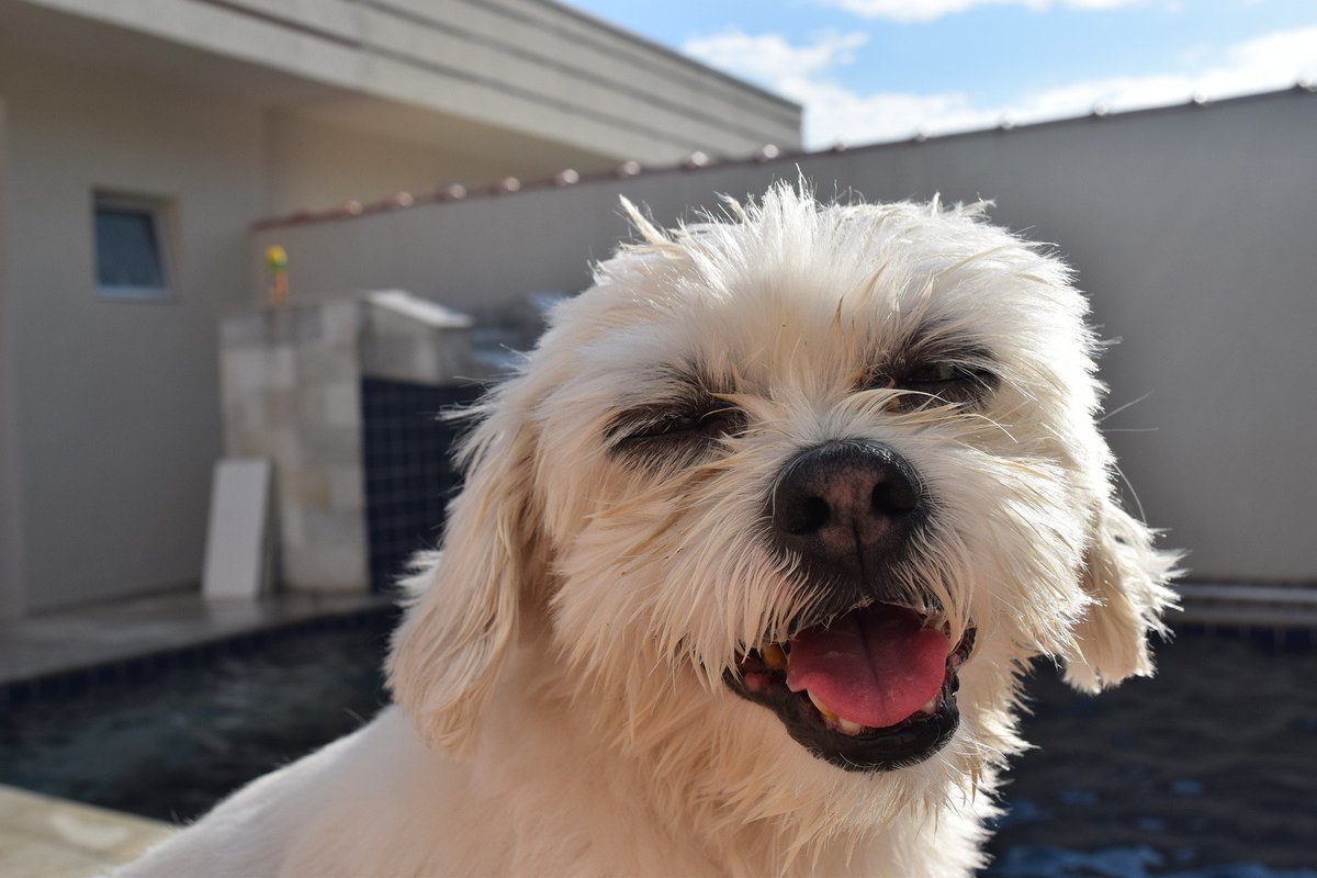 Berti_and_Ernie's tweet photo. A #smile to brighten your day! #dogfriends https://t.co/rP449TYRUl