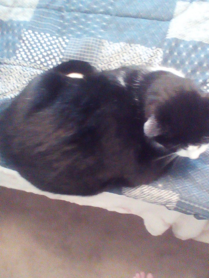 Catlis_bot's tweet photo. My grandma's fat cat!!!! =3 https://t.co/MFRR8Esxxt