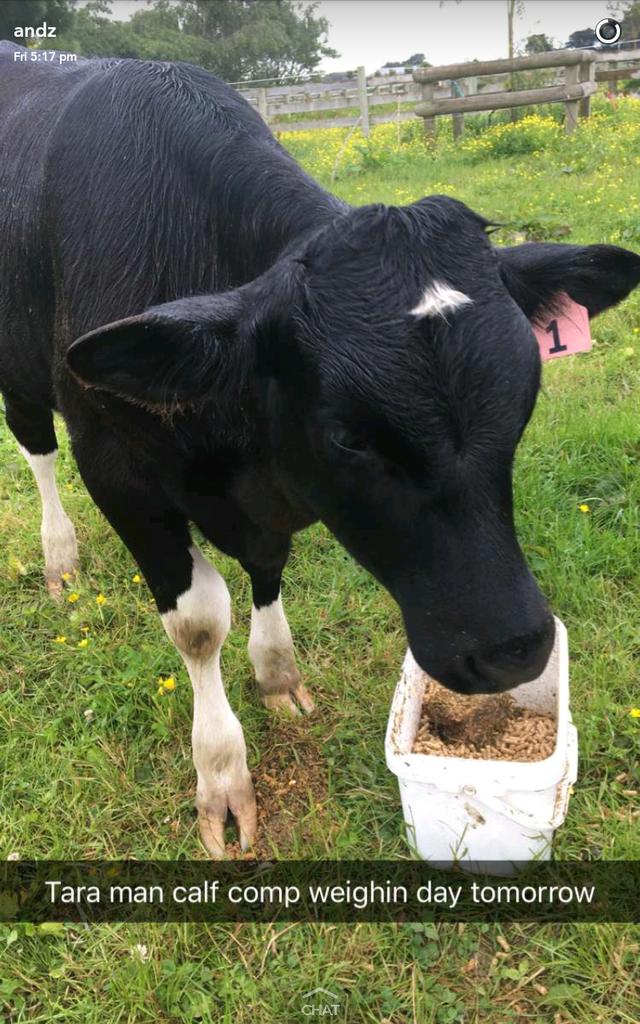 ManawatuYF's tweet photo. TaraMan calf competition weigh in today! 🐂🐃 @MartonYFclub @millar_chelsea @sas_sloan @olsenagri @nzyoungfarmers @SarahCrofoot @duynienz https://t.co/oxfq8kXm1z