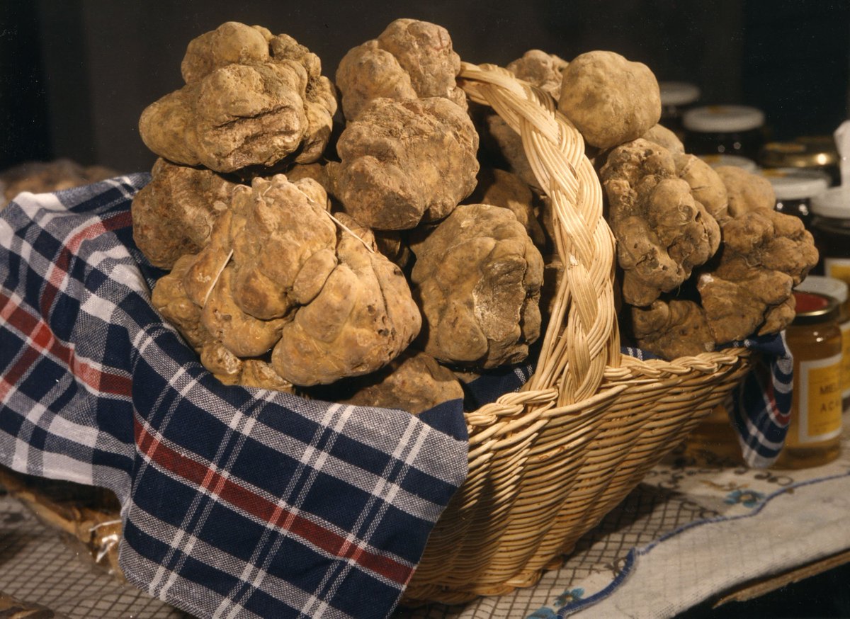 _Tuttiincucina_'s tweet photo. A #San #Sebastiano #Curone (AL) nel #mese di #novembre #Fiera #Nazionale del #Tartufo
https://t.co/D0m9ecOYr9
#sagra #alessandria #ricette https://t.co/P7OX7aMAQI