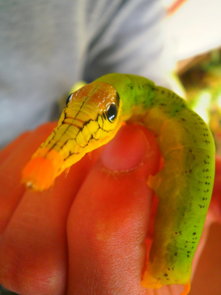 Strange_Animals's tweet photo. The sphinx moth caterpillar.

(Photo: Joseph Villanueva) https://t.co/Bsg2H2ePAB