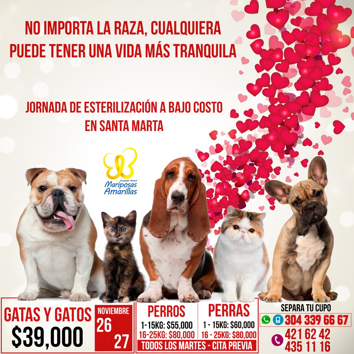 fmariposasa's tweet photo. ÚLTIMOS CUPOS para nuestra joranda de esterilización en #santamarta , esta sera de las ultimas jorandas del año. Aun puedes apartar tu cupo. https://t.co/8oEtwgMPI2