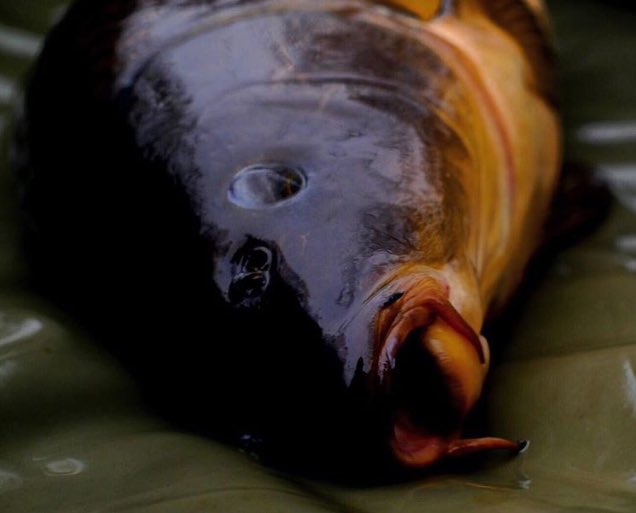 #blackfriday got me like....
#VNF #KSC #xcelbaits #carpfishing