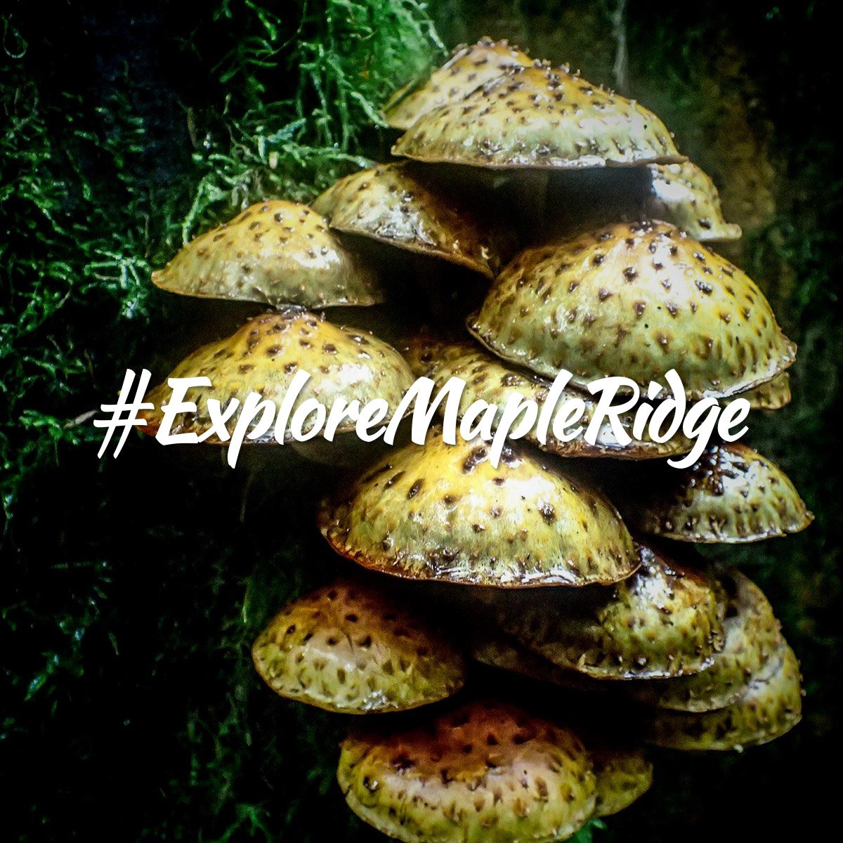 What have you #discovered recently? With the rain comes new and unique discoveries in our very own #backyard. Get out and #ExploreMapleRidge