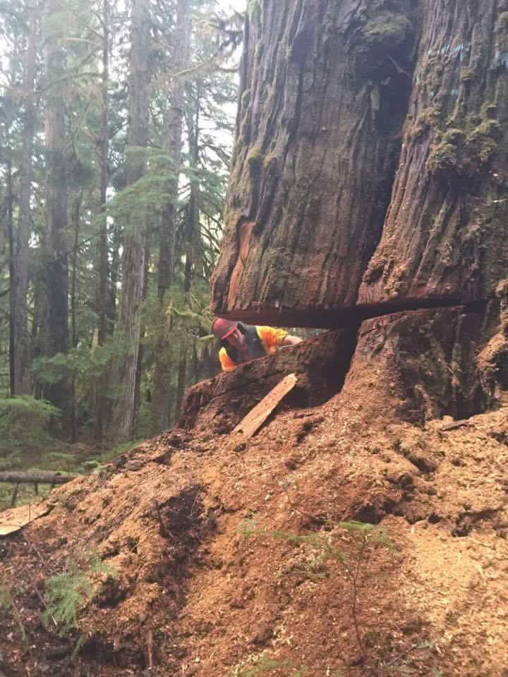 SibolaMtFalling's tweet photo. Chris in our Collison Point division #BCFallers #WestCoastLogging #TimberFallers https://t.co/ECgH2KyQqR