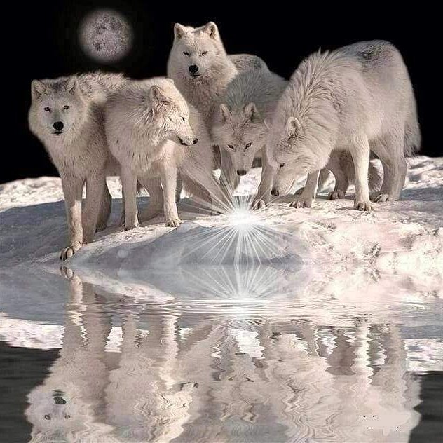 Raychambers20's tweet image. 