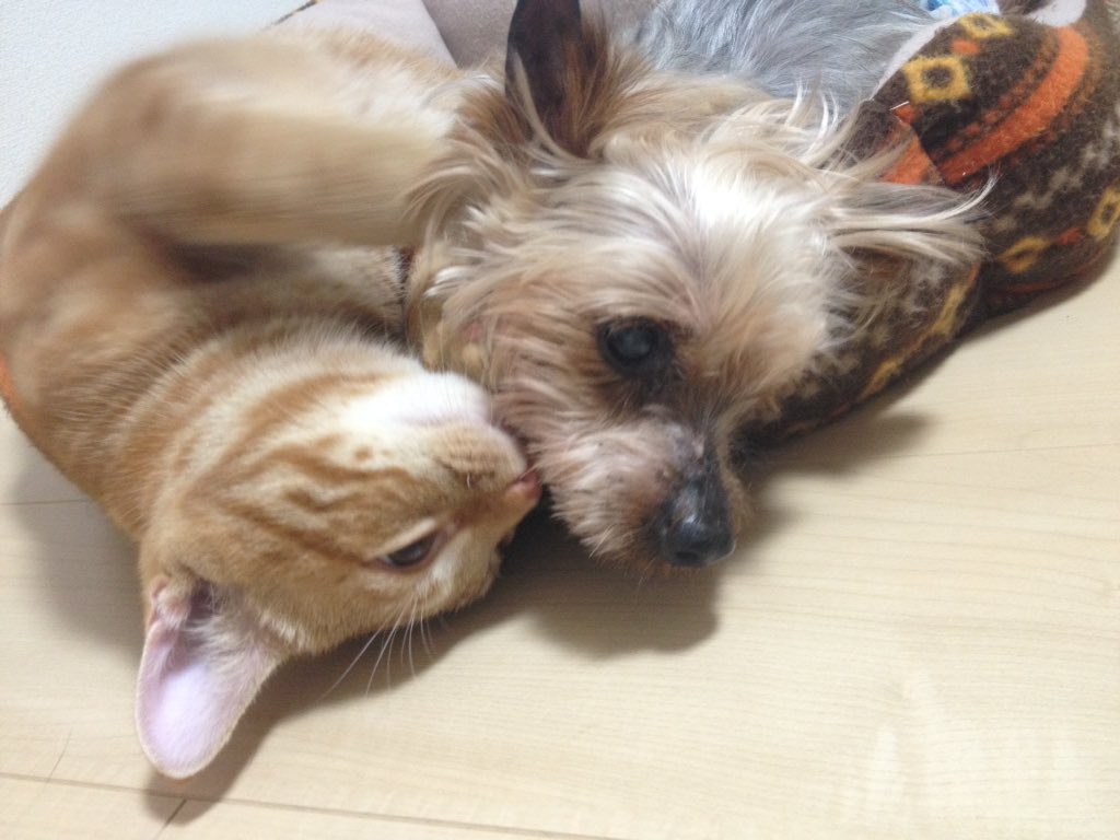 nolaneco723's tweet photo. お早う御座います！
夜中にヨーちゃんが目覚めそのまま寝付けづにいましたが、
アメショーのもんちゃんとの
ナイスなショット頂きました❤️
もんちゃんはヨーちゃんが
大好きのようです❤️
ヨーちゃん、みんないるよ！
１人じゃないよっ☺️ https://t.co/QG9mg6z86C