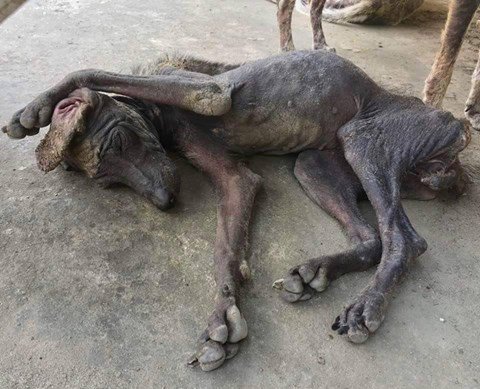 Sandee_Russell's tweet photo. URGENT! Help @AmazonCARES rescue Laura. She is weak, but wants to live! Even $5 helps! https://t.co/eqmmLKpdII PL RT https://t.co/VucOMA9VZB