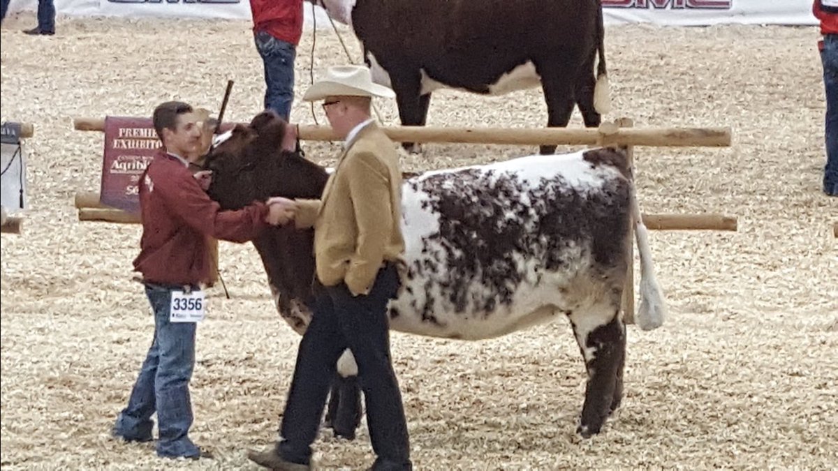 spadyfarmsBC's tweet photo. Good day today@agribition thanks to the crew and friends for all the help #CWA16 https://t.co/HoA4oa0eyG