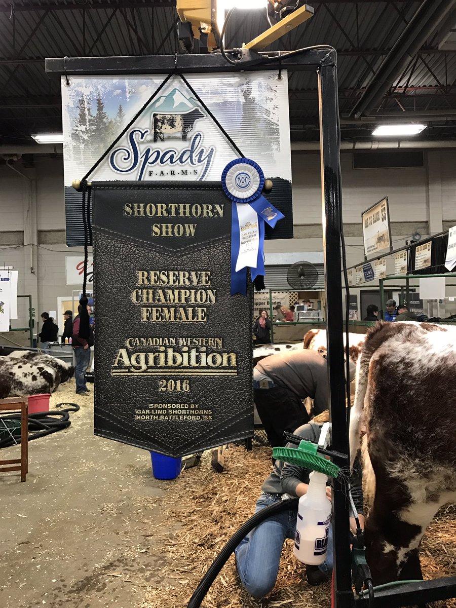 spadyfarmsBC's tweet photo. Good day today@agribition thanks to the crew and friends for all the help #CWA16 https://t.co/HoA4oa0eyG