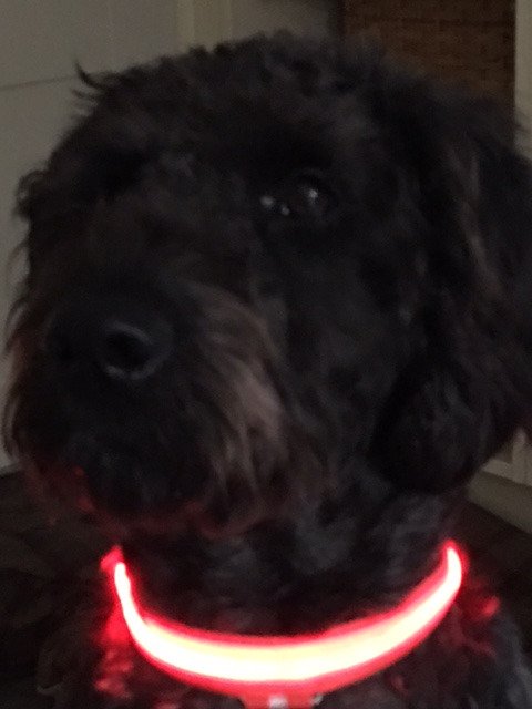 #doodlemania Caught red handed hiding knickers and a bra in the garden today,
 thought he wouldn't be seen. hehe zeeka.co/product/solid-…