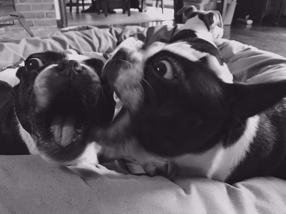 Fighting over leftovers! Happy belated Thanksgiving! #bostonsarebest