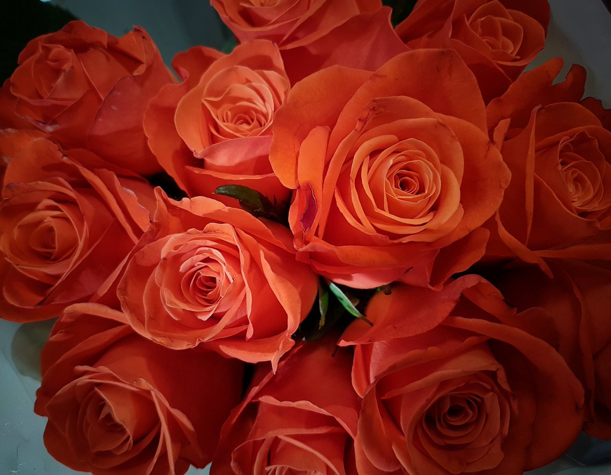 LesleyAtterwill's tweet photo. As it's #FridayFlowerDay, and I'm sorting through my photos... I thought I'd share this one.. https://t.co/18Oy1Qamlh