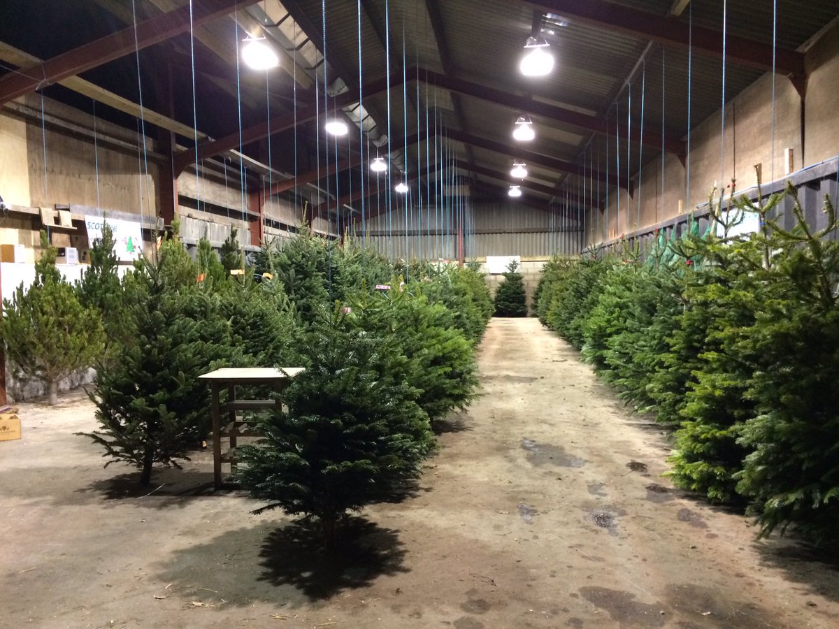 WoolleyXmasTree's tweet image. Opening tomorrow, Woolley Edge #ChristmasTree Farm. The barn is full of freshly cut premium trees and smells wonderful See our #reindeer too
